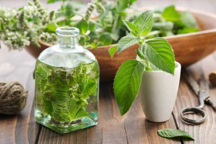 Olio essenziale di Menta